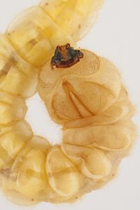 Temognatha mitchellii, PL4533A, larva, SE, in EtOH (dorsal), 35.0 × 5.8 mm